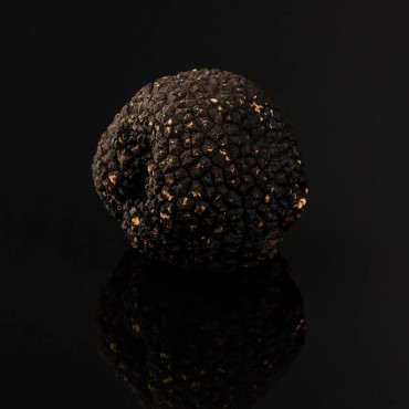 Truffe d’été Tuber aestivum Catégorie 2 | Boissieux 2