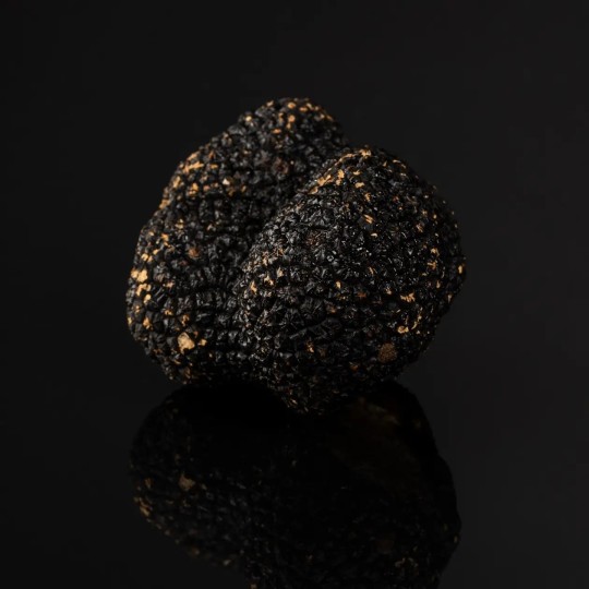 Truffe d’été / Tuber aestivum Cat 2