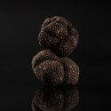 Mélanosporum Cat 1