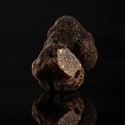 Mélanosporum Cat 2