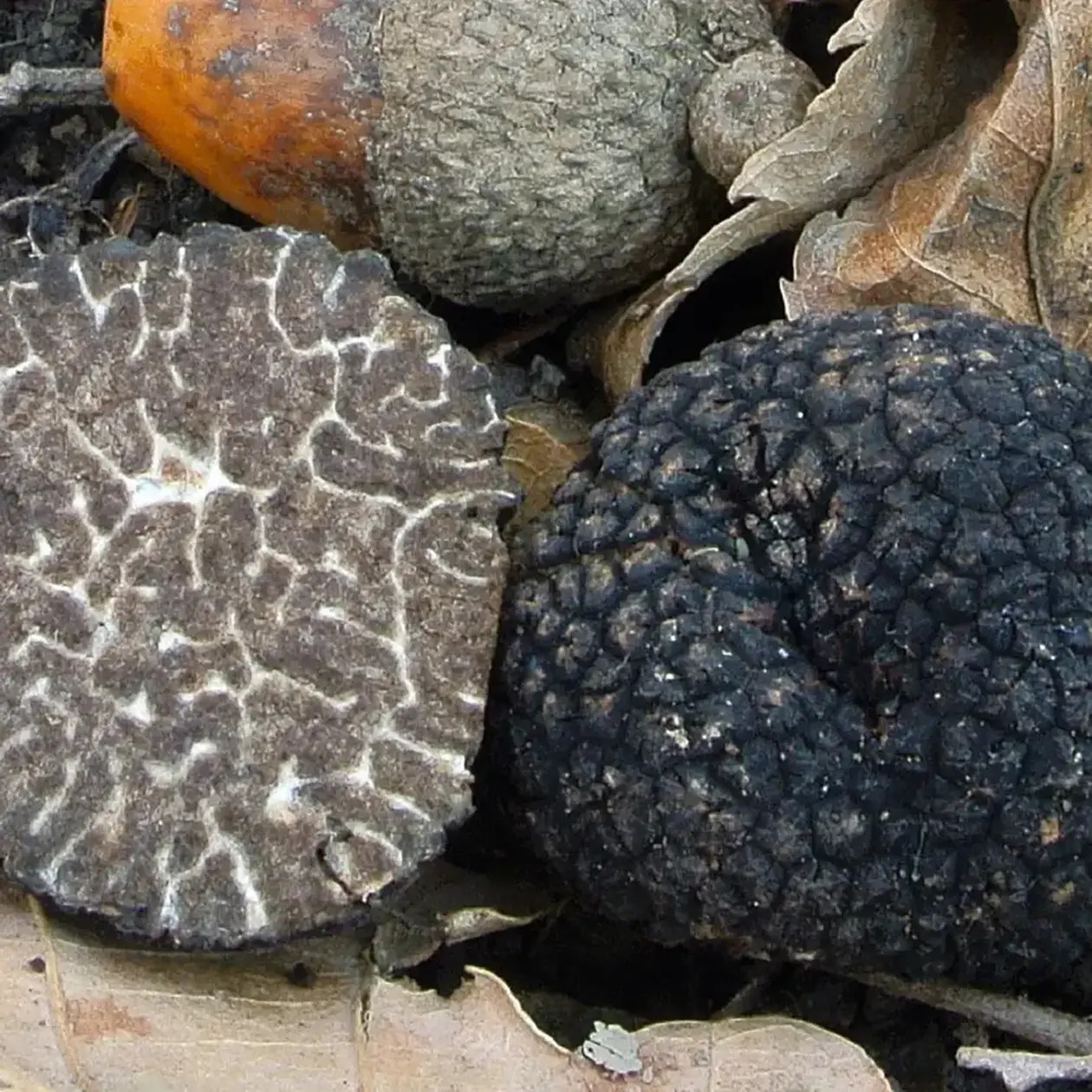 Black Truffle Tuber brumale Grade I | Boissieux