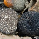 Black Truffle Tuber brumale Grade I | Boissieux