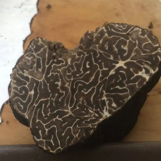 Brumale Fraîche Cat 2